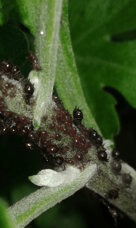 Aphididae su crisantemo : Macrosiphoniella sp.?  S